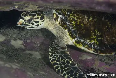 <p>hunted by poachers for its shell; prefers tropical, isolated beaches; specializes in feeding in coral reefs</p>