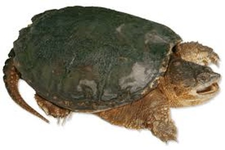 <p><span>Long saw Toothed tail</span></p>