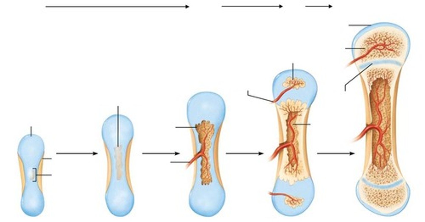 <p>Bone forms by replacing hyaline cartilage and is responsible for forming most of the skeleton.</p>