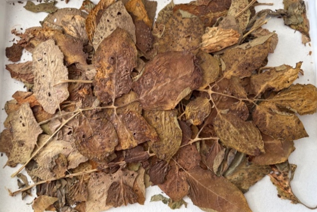 <p>Alternaria solani - črna listna pegavost krompirja</p>