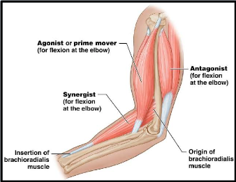<p>Agonist (prime mover) is a muscle whose <strong>contraction</strong> is responsible for producing a <strong>particular</strong> <strong>movement</strong> such as your <strong>bicep</strong>.</p>