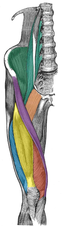 <p>ID muscle and innervation (teal)</p>