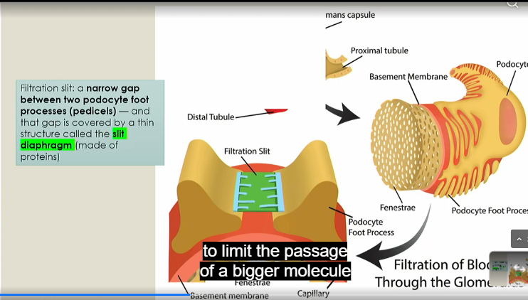 <p>narrow gap between two pediciels that is covered by a thin structure called the slit diaphragm, made of proteins</p>