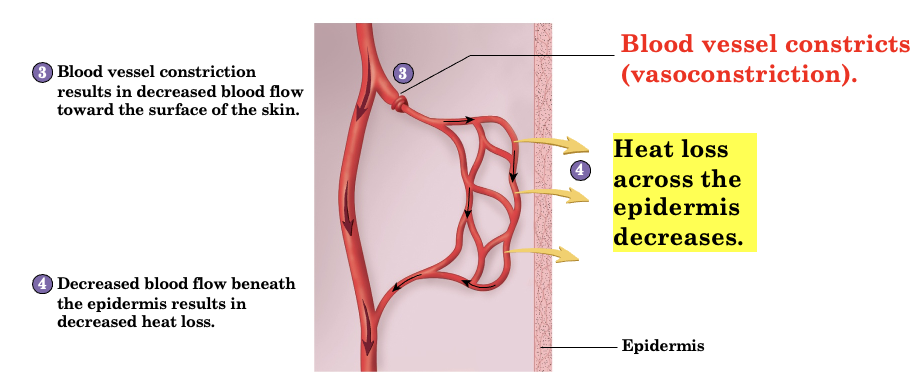 <p>The narrowing (constricting) of dermal blood vessels, which reduces blood flow near the skin surface to decrease heat loss and warm the body.</p>