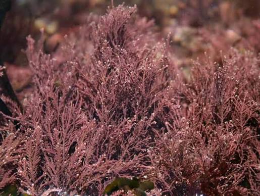 <p>red algae (Rhodophyta) </p>