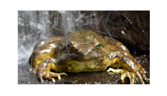 <p>name this animal</p>