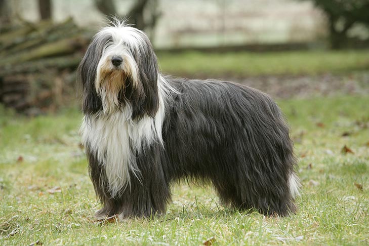 <p>Herding</p>