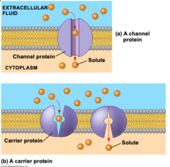 <p>- Channel Mediated</p><p>- Carrier Mediated</p>