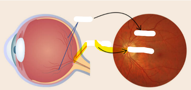 <p>what is highlighted</p>