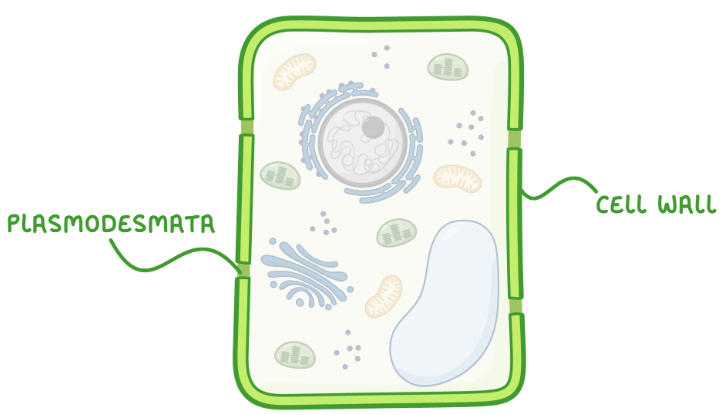 <p>Made up of cellulose. Contains plasmodesmata (channels/gaps).</p><p>Provides structure and support, prevents cell from bursting (can withstand high osmotic pressure). Allows exchange of substances.</p>