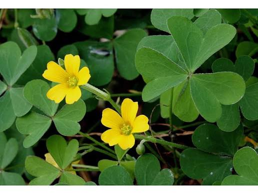 <p>Herbaceous </p><p>3 leaflets with notches </p><p>“Clover-like”</p><p>Yellow flowers with 4 petals (pentamerous) </p><p>Upright capsules </p><p></p>