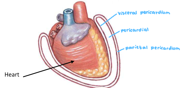 <ol><li><p>Parietal paracardium → lines the wall of the cavity</p></li><li><p>Visceral paracardium → lines the heart itself</p></li></ol><p></p>