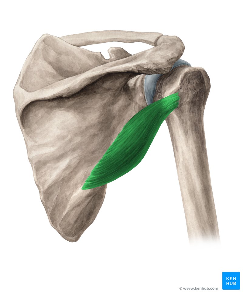 <p>function: lateral rotation, extension and adduction of arm </p>