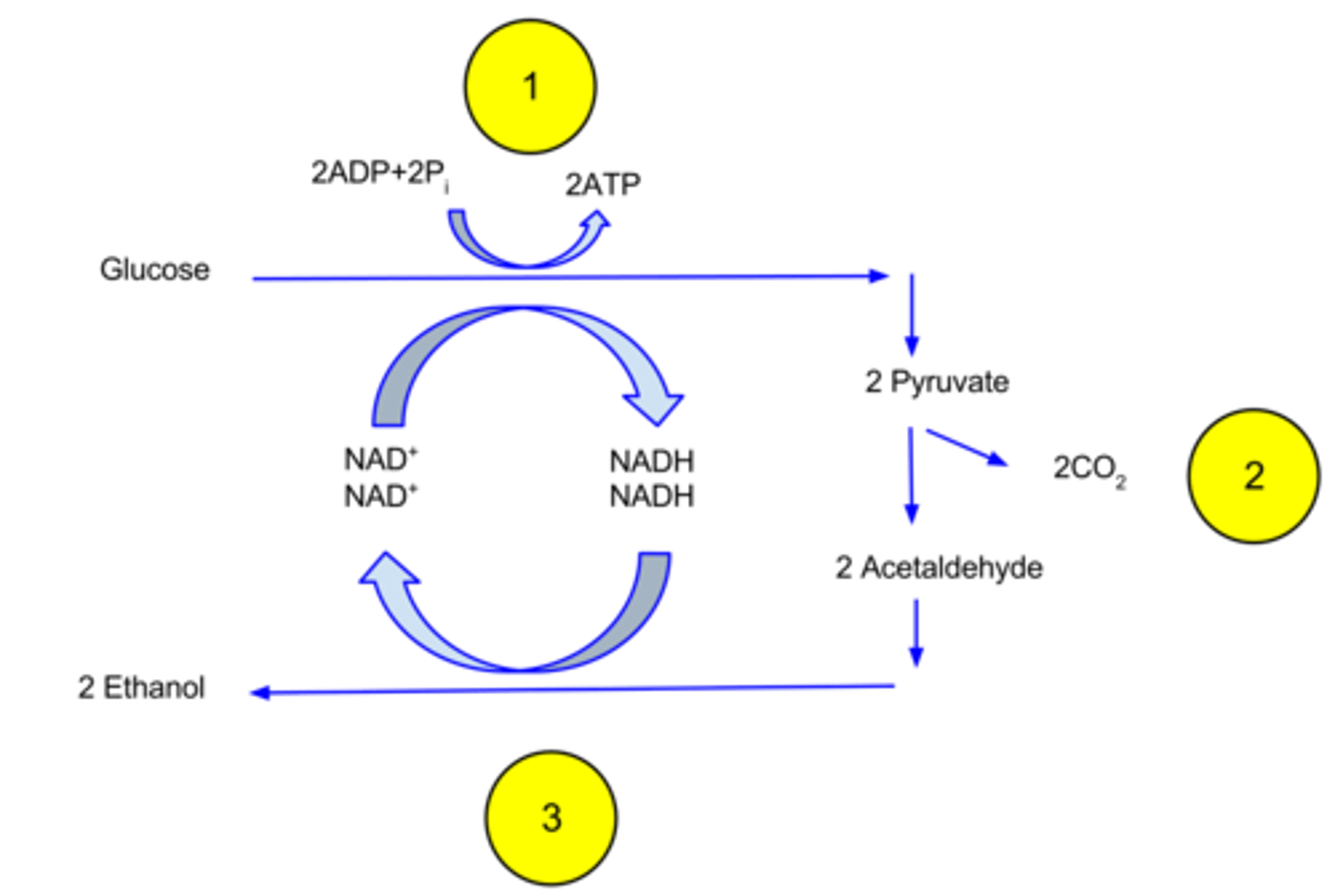 <p>ethanol</p>