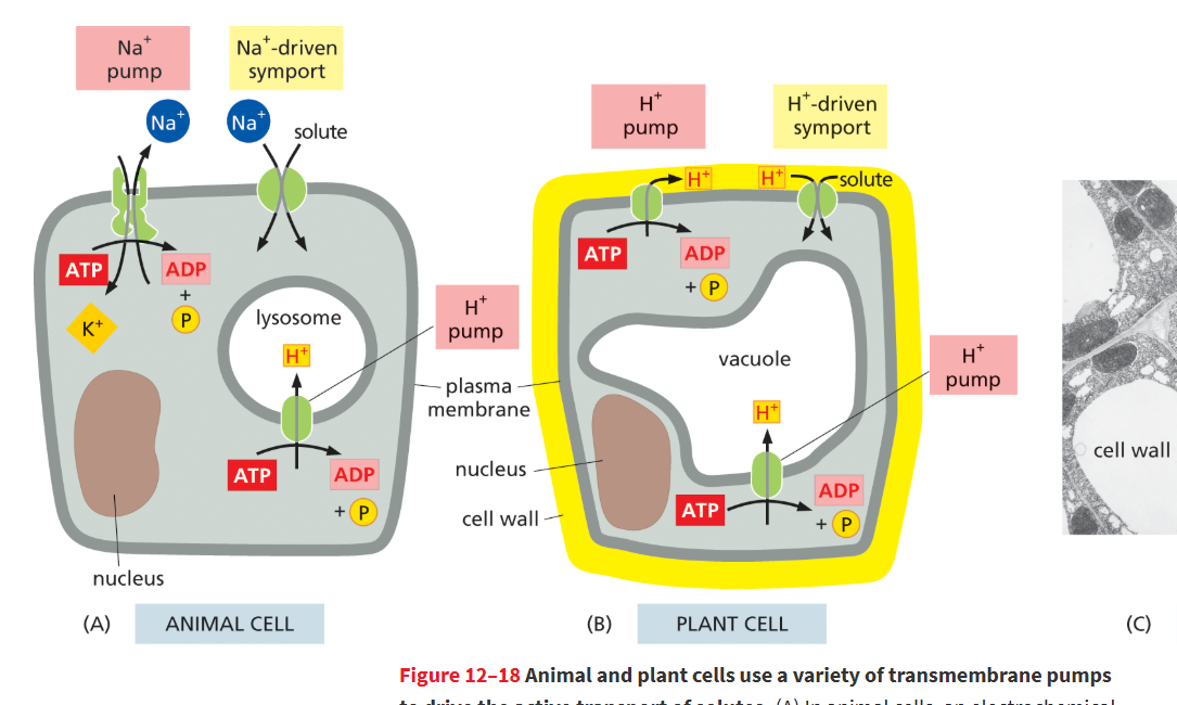 <p></p><ul><li><p><strong>ATP-driven H⁺ pumps</strong> (most plants, fungi, bacteria)</p></li><li><p><strong>Light-driven H⁺ pumps</strong> (e.g., bacteriorhodopsin in photosynthetic bacteria)</p></li></ul><p></p>