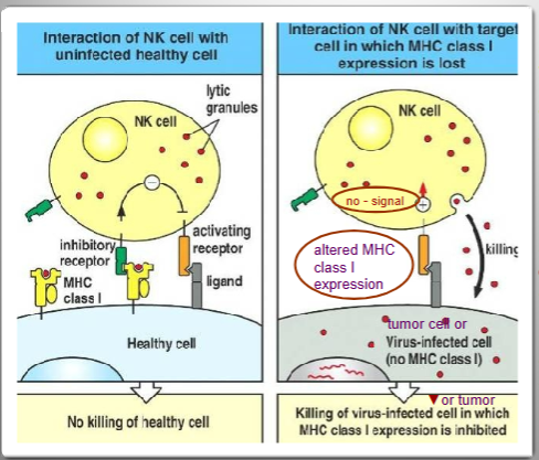 <p><span style="background-color: transparent;">&nbsp;Natural Killer (NK) cells</span></p><ul><li><p><span style="background-color: transparent;">Can Kill b/c tumor cells can have<mark data-color="red" style="background-color: red; color: inherit;"> LOWERED MHC-1 expression</mark></span></p></li></ul><p><br></p>