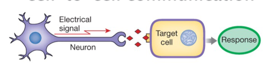 <p>LONG-DISTANCE cell-to-cell communication: Neurotransmitters (NT) and Neuromodulators</p>
