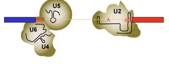 <p>U1 is kicked out by U6, U4, U5. U6 now interacts with GU via complementary internal RNA base pairing. </p>
