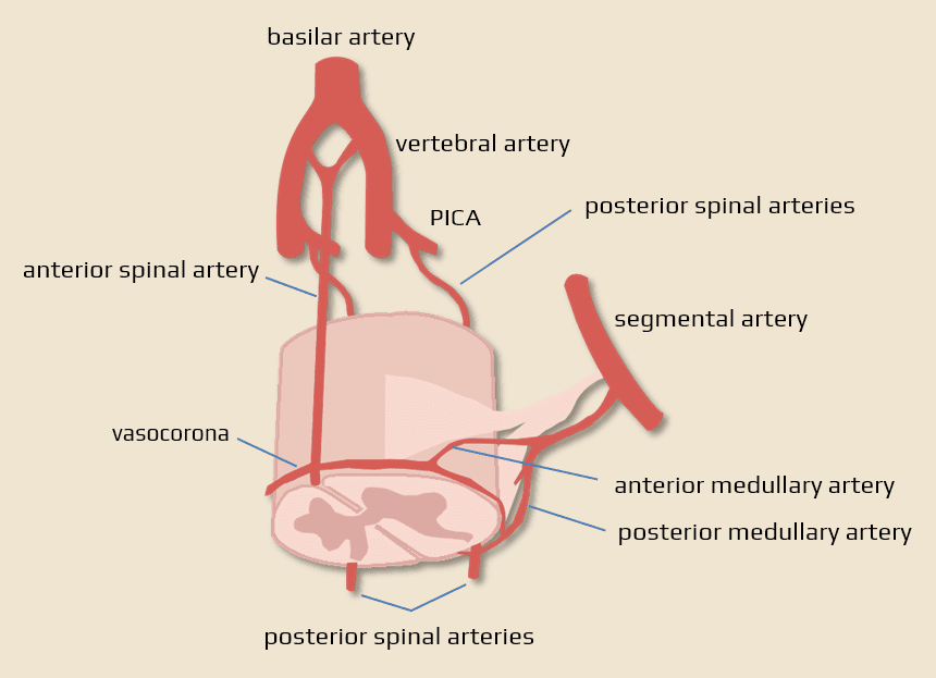 <ul><li><p>Supplies the anterior 2/3 of the spinal cord (anterior and lateral column and anterior horns)</p></li><li><p>Branches off the <strong>vertebral artery</strong></p></li><li><p>travels thrugh the <strong>anterior median fissure</strong>.</p></li></ul><p></p>