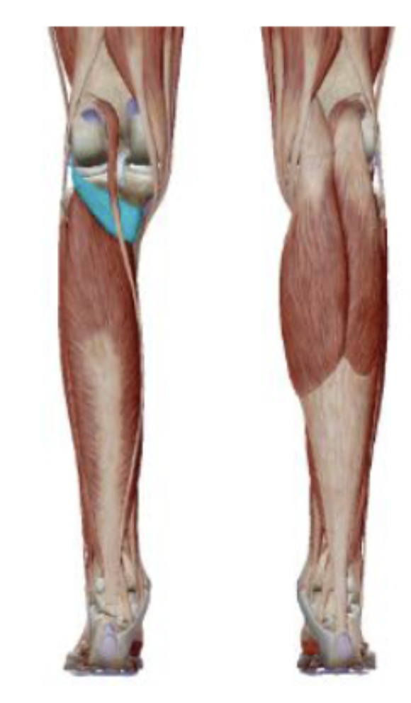 <p>What is the muscle name, its origin, its insertion, its action, and its innervation?</p>