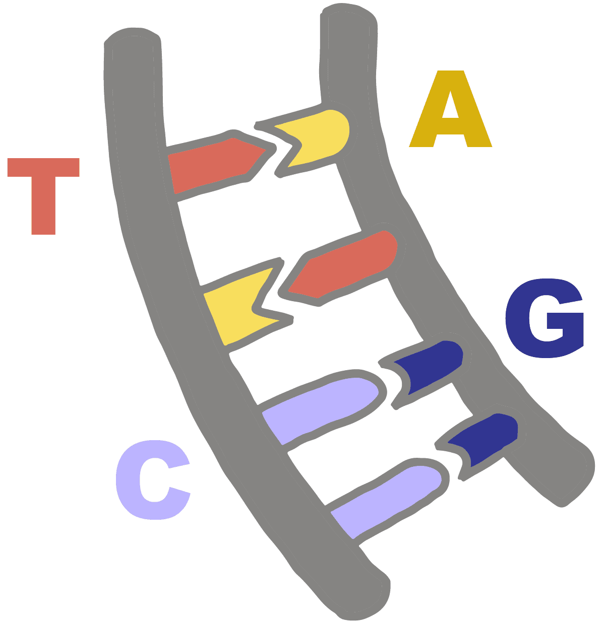 <p>Adenine → Thymine</p><p>Cytosine → Guanine</p><p><span>pairs of nitrogenous bases that form hydrogen bonds to connect two strands of DNA </span></p>