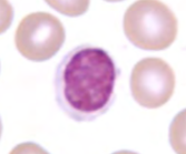 <p>name the leukocyte</p>
