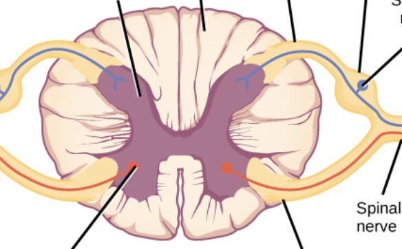 <p>far right bulge</p>