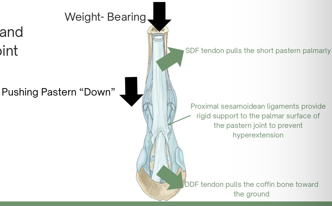 <p>proximal sesamoidena ligg. support the palmar surface of the joint, preventing hyperextension</p><p>the DDF tendon pulls P3 (coffin) toward the ground, while SDF tendon pulls P1 (long pastern) and P2 (short pastern) palmarly, further preventing the buckling of the pastern</p><p>weight-bearing increases fetlock and coffin joint extension, which puts tension on the SDF and DDF tendons, and the proximal sesamoidean ligg. </p>