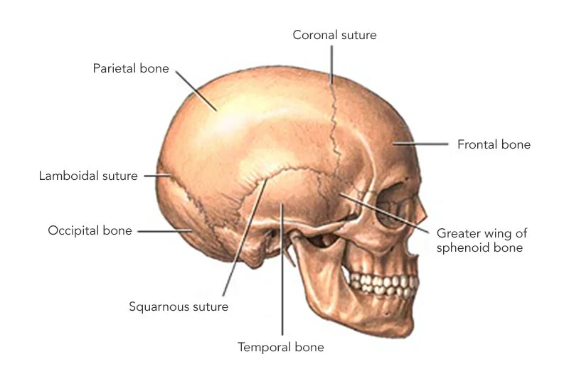 <p><span>The anatomical name for the skull region is:</span></p>