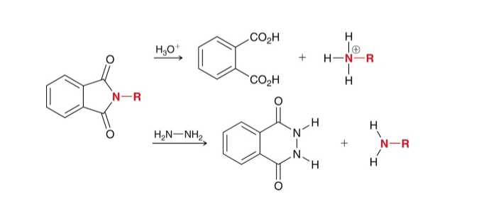 <ul><li><p>First make Potassium Pthalimide by using KOH (gets rid of Hydrogen on pthalimide)</p></li><li><p>Potassium Pthalimide is alkylated with RX/Sn2 (This adds an R group to the N on the Pthalimide) </p></li><li><p>Liberate the amine with H3O+ or 2NH2 (This creates RNH2)</p></li></ul><p></p>