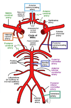 <ul><li><p>Cerebellum</p><ul><li><p>PICA (Posterior Inferior Cerebellar Artery): Branches from the vertebral artery.</p></li><li><p>AICA (Anterior Inferior Cerebellar Artery): Branches from the basilar artery.</p></li></ul></li><li><p>Brainstem</p><ul><li><p>Primarily supplied by branches of the vertebral and basilar arteries.</p></li></ul></li></ul><p></p>