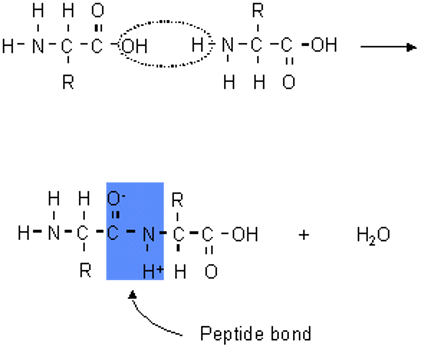 <p>covalent bonds (carboxyl group to amino group)</p>
