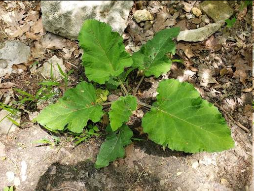 <p>Arctium minus — common burdock</p>