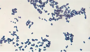 <p>coccus</p>