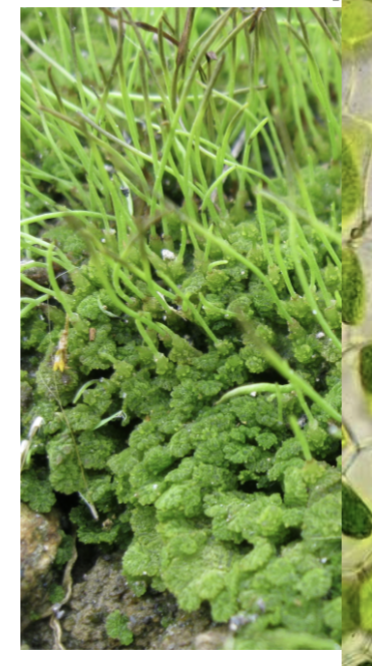 <p>-~100 extant species</p><p>-Look like small horns</p><p>-Contain one chloroplast</p><p>-Sporophyte grows from basal meristem</p><p>-Permanently open stomata on sporophyte</p><p>-Symbiotic relationship with cyanobacteria that live within internal cavities</p><p>-Many symbiotic relationships</p>