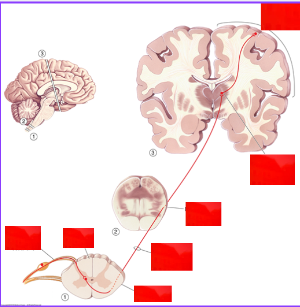 <p>name all parts of <span style="line-height: 115%;">spinothalamic ascending pain pathways</span></p>