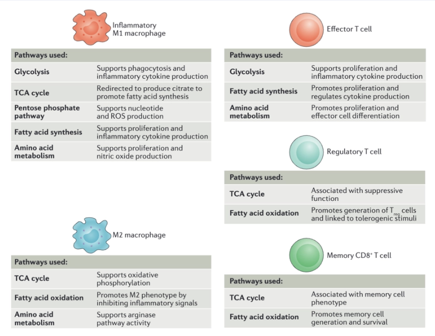 <p>*image</p><p>The various immune cell subsets exhibit a reliance on distinct metabolic pathways to promote cell survival, lineage generation and function.</p><p>M2 macrophages, which exhibit a more tolerant phenotype, use the TCA cycle, fatty acid oxidation and arginine flux into the arginase pathway.</p><p>Rapidly proliferating effector T cells, including T helper 1 (TH1), TH17 and cytotoxic CD8+ T cells, use glycolysis, fatty acid synthesis and amino acid metabolism to promote proliferation and cytokine production.</p><p>Immunosuppressive regulatory T (Treg) cells use the TCA cycle and fatty acid oxidation.</p><p>memory CD8+ T cells also require the use of the TCA cycle and fatty acid oxidation to promote increased cell lifespan. ROS, reactive oxygen species.</p>