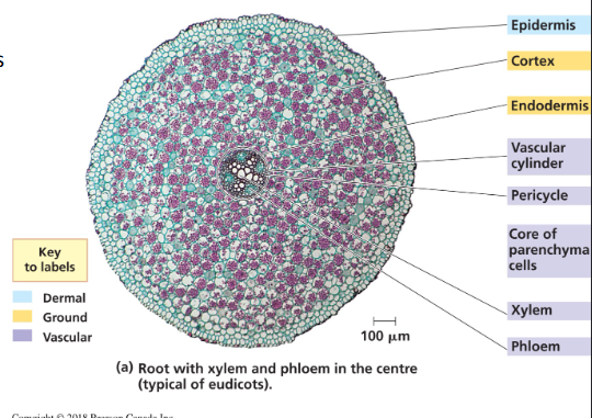 <ul><li><p>In most eudicots, the xylem is starlike in appearance with phloem between the “arms”</p></li><li><p>The ground tissue, mostly parenchyma cells, fills the cortex (massive), the region between the vascular cylinder and epidermis.</p></li><li><p>The innermost layer of the cortex is called the endodermis</p></li><li><p>The endodermis regulates passage of substances from soil into the vascular cylinder</p></li><li><p>(Pink granules are stained starches in image)</p></li><li><p>Distinct cross shape with xylem and phloem</p></li></ul><p></p>