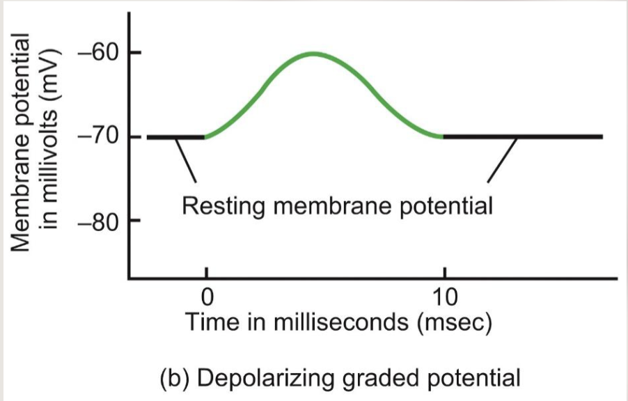 <p>When cell membrane potential moves positively (away from RMP) because something has changed that moves it closer to the equilibrium potential of sodium</p>