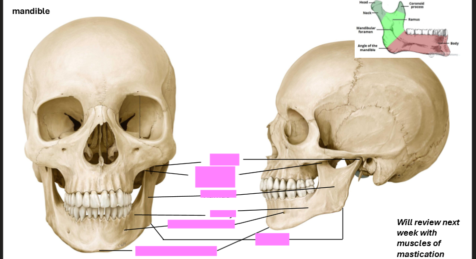 <p>Label the Mandible</p>