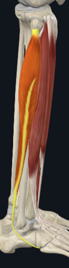 <p>what is the name of this following muscle?</p>