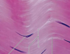<p>What kind of tissue is being shown in the slide</p>