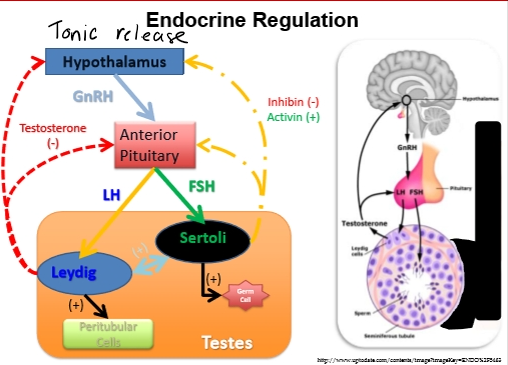 <ul><li><p>Male doesn’t have surge center only tonic pulses</p></li></ul><p><span><strong>Key difference from females</strong></span></p><ul><li><p><span>Males <strong>do not</strong> have a surge center.</span></p></li><li><p><span>All hormone release is <strong>tonic</strong> (steady pulses).</span></p></li></ul><p><span><strong>Hormone flow</strong></span></p><ol type="1"><li><p><span>Hypothalamus → <strong>GnRH (tonic pulses)</strong></span></p></li><li><p><span>Anterior pituitary →</span></p><ul><li><p><span><strong>LH</strong> (stimulates Leydig cells → testosterone)</span></p></li><li><p><span><strong>FSH</strong> (stimulates Sertoli cells → ABP, estrogen, inhibin)</span></p></li></ul></li><li><p><span>Testis →</span></p><ul><li><p><span>Testosterone (negative feedback)</span></p></li><li><p><span>Estrogen (local mitosis)</span></p></li><li><p><span>Inhibin (FSH regulation)</span></p></li></ul></li></ol><p><span><strong>Pulsatility</strong></span></p><ul><li><p><span>GnRH pulses → LH pulses → testosterone pulses.</span></p></li><li><p><span>Testosterone rises ~3 hours after each GnRH pulse.</span></p></li><li><p><span>Over a full day, testosterone looks “flat,” but actually <strong>oscillates</strong>.</span></p></li></ul><p></p>