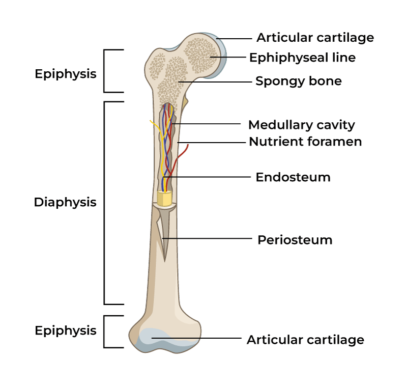 <p>cilyndrical shaft of a long bone </p>