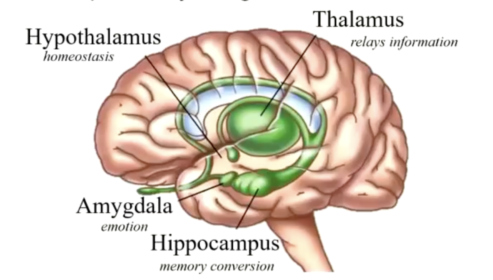 <p>Includes the hypothalamus,thalamus, hippocampulus, amygdala, BG and was previously though to be the emotion circut.</p><p></p><p>Now we know the amygdala plays role in emotions, but hippocampus and parts surrounding the cortex are involved in learning and memory.</p><p>Thalamus: major relay station for sensory inputs to cerebral cortex.</p><p>Divided into several nuclei.</p><p>Sensory inputs in, relaying information back out of it.</p><p>Hypothalamus:<br>Controls the ANS and endocrine system.</p><p>Regualtes survival behaviours.</p>