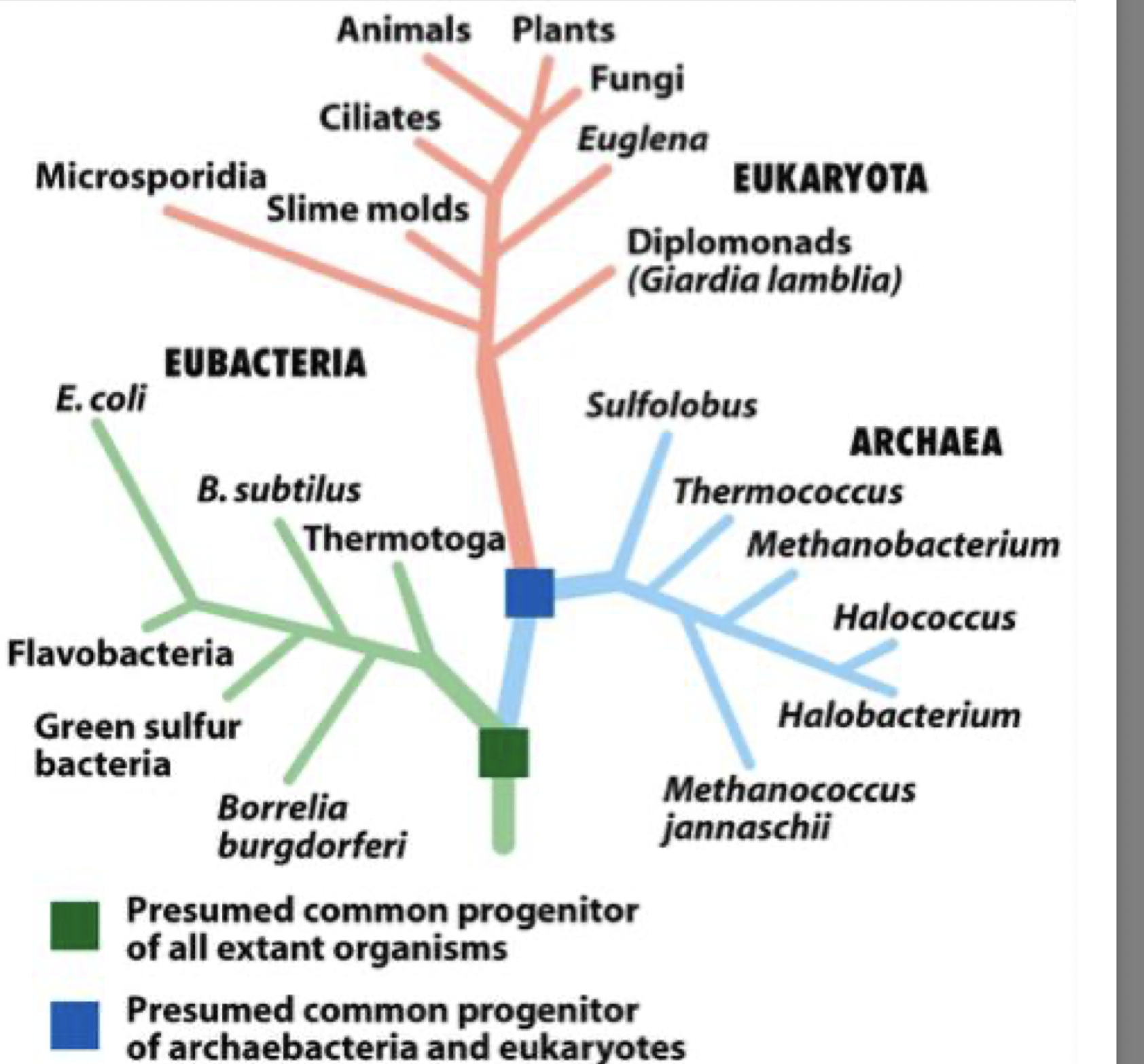 <p>all organisms are related and most probably evolved form a common single-celled ancestor </p><p>they can be arranged in the evolutionary tree - eubacteria branch then arches then eukaryota </p>