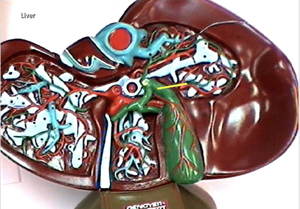 <p>Identify the organ.</p>