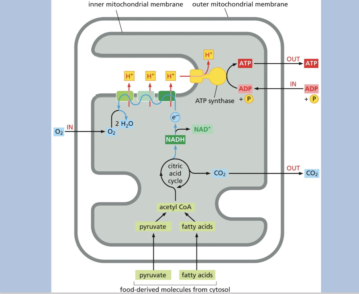 knowt flashcard image