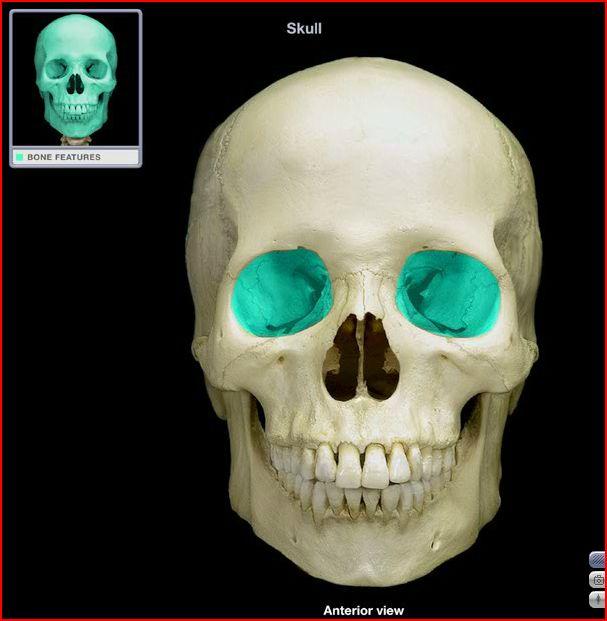 <p>Name the 7 bones that form the orbit</p>