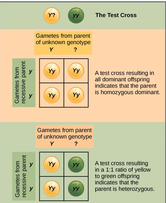 <p><span>a cross between a dominant expressing individual with an unknown genotype and a homozygous recessive individual; the offspring phenotypes indicate whether the unknown parent is heterozygous or homozygous for the dominant trait</span></p>